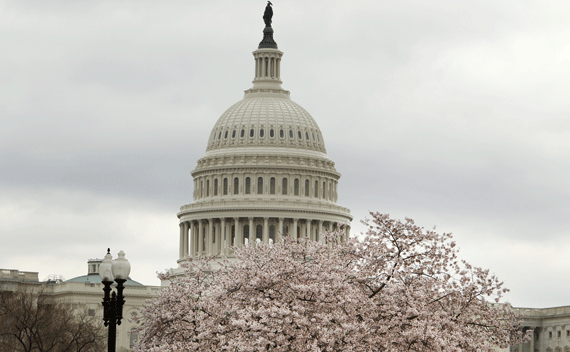 The U.S. Capitol Dome is pictured behind a cherry blossom tree in Washington.