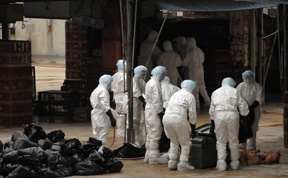 Health workers pack dead chicken at a wholesale poultry market in Hong Kong December 21, 2011. Workers began culling 17,000 chickens at a wholesale poultry market in Hong Kong on Wednesday after a dead chicken there tested positive for the deadly H5N1 avian virus, a government spokesman said. REUTERS/Tyrone Siu