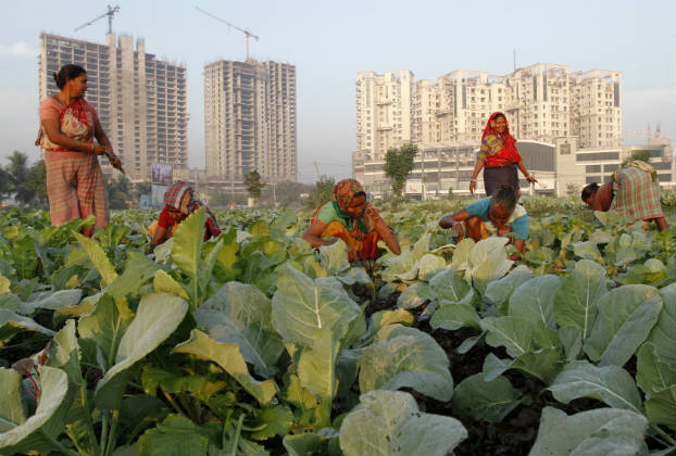 Women work in a cauliflower field in Kolkata. (Rupak de Chowdhuri/Reuters)