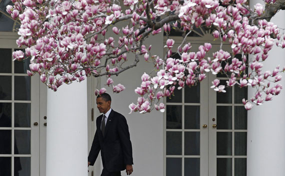 President Barack Obama walks back to the Oval Office under blooming Cherry Blossoms on March 23, 2011.