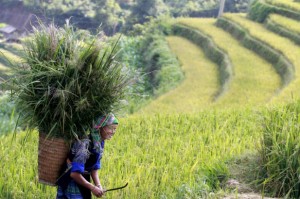 Vietnam-rice-woman-paddy-climate