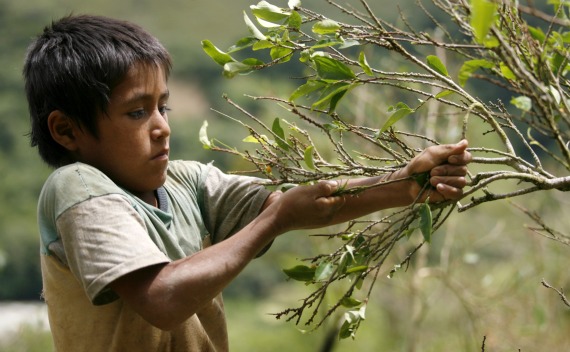 Coca leaf farmer John Basilio harvests coca leaves in Tingo Maria, Peru. 