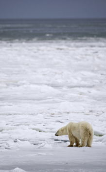 A male polar bear waits for an ice sheet to form to allow migration in an area about 300km north of Churchill, Canada on November 17, 2009.