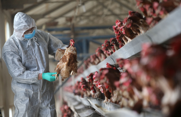 H7N9