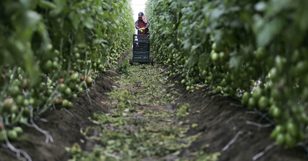 Mexico Tomato Farmer