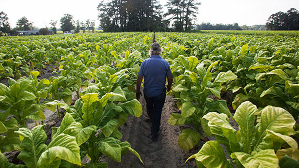 A tobacco field in the Pleasant View community of Horry County, South Carolina