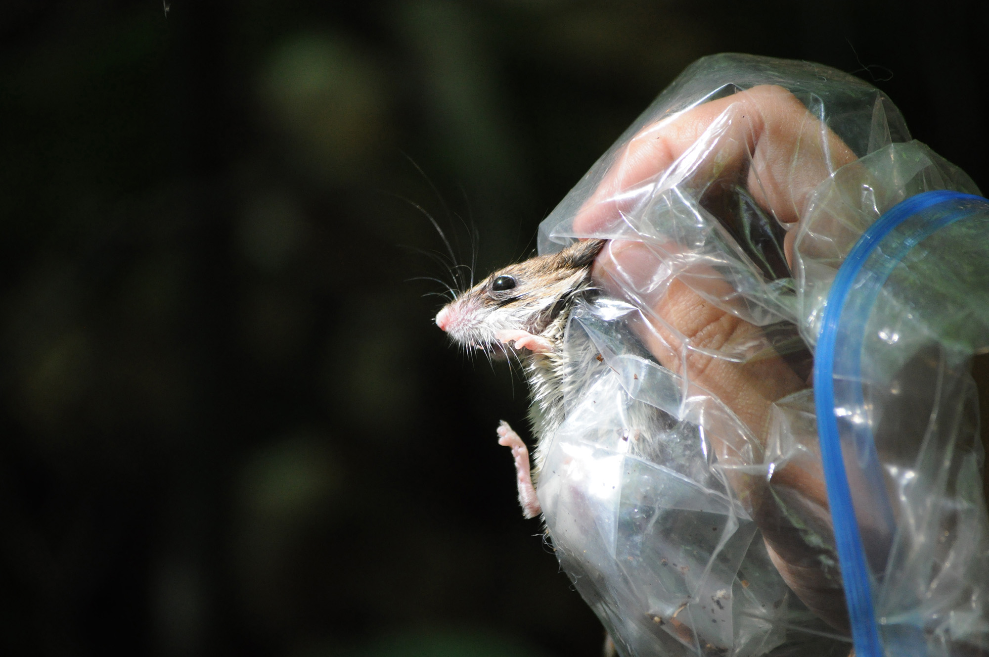 Photo showing the hand of a researcher holding a deer mouse during a biological survey in New York. 