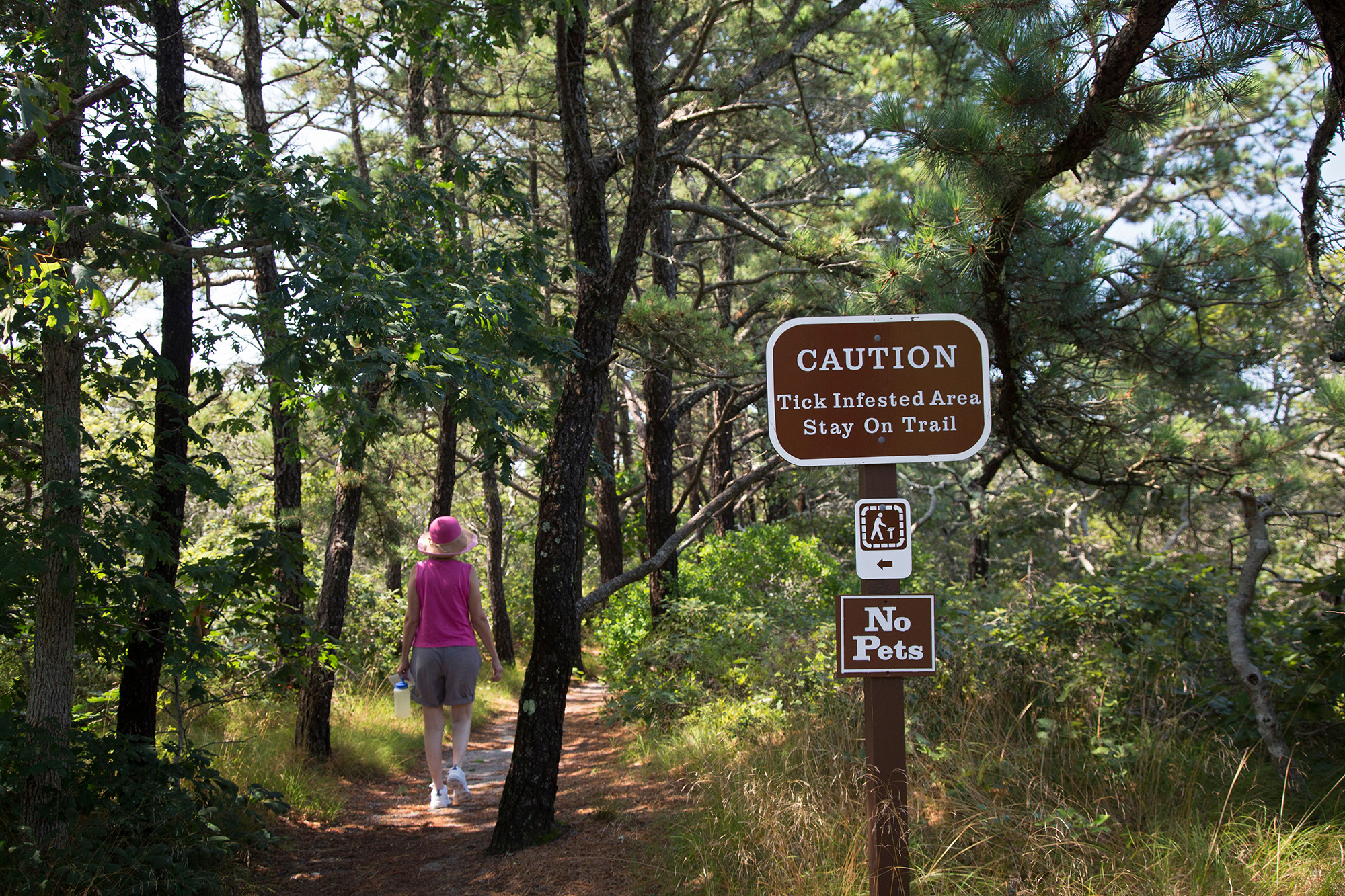 A person walks past a sign warning of ticks on a hiking trail in Massachusetts. 