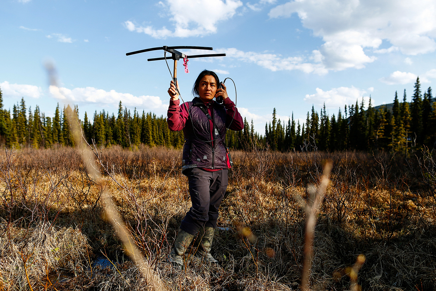 A person holds a tracking device for caribou in a forest.