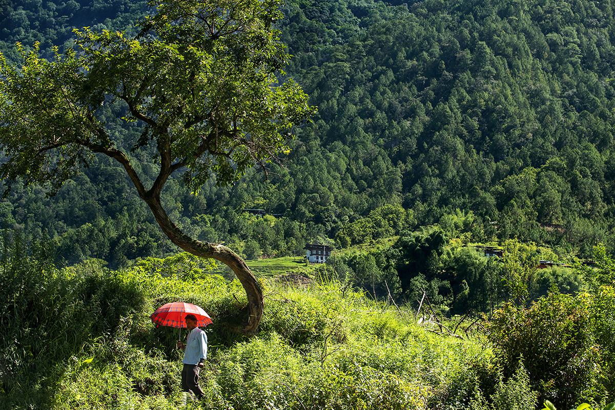 A person walks with a red umbrella through a lush, mountainous forest.