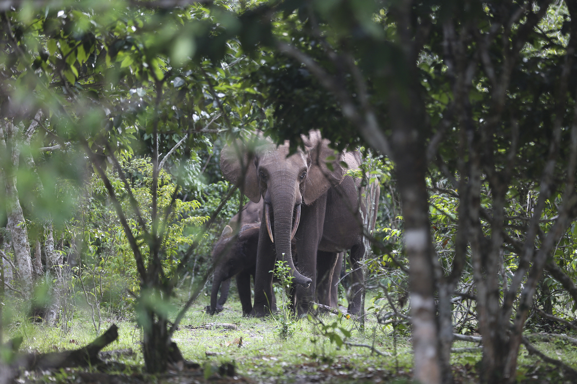 Two elephants are seen in a forested area.