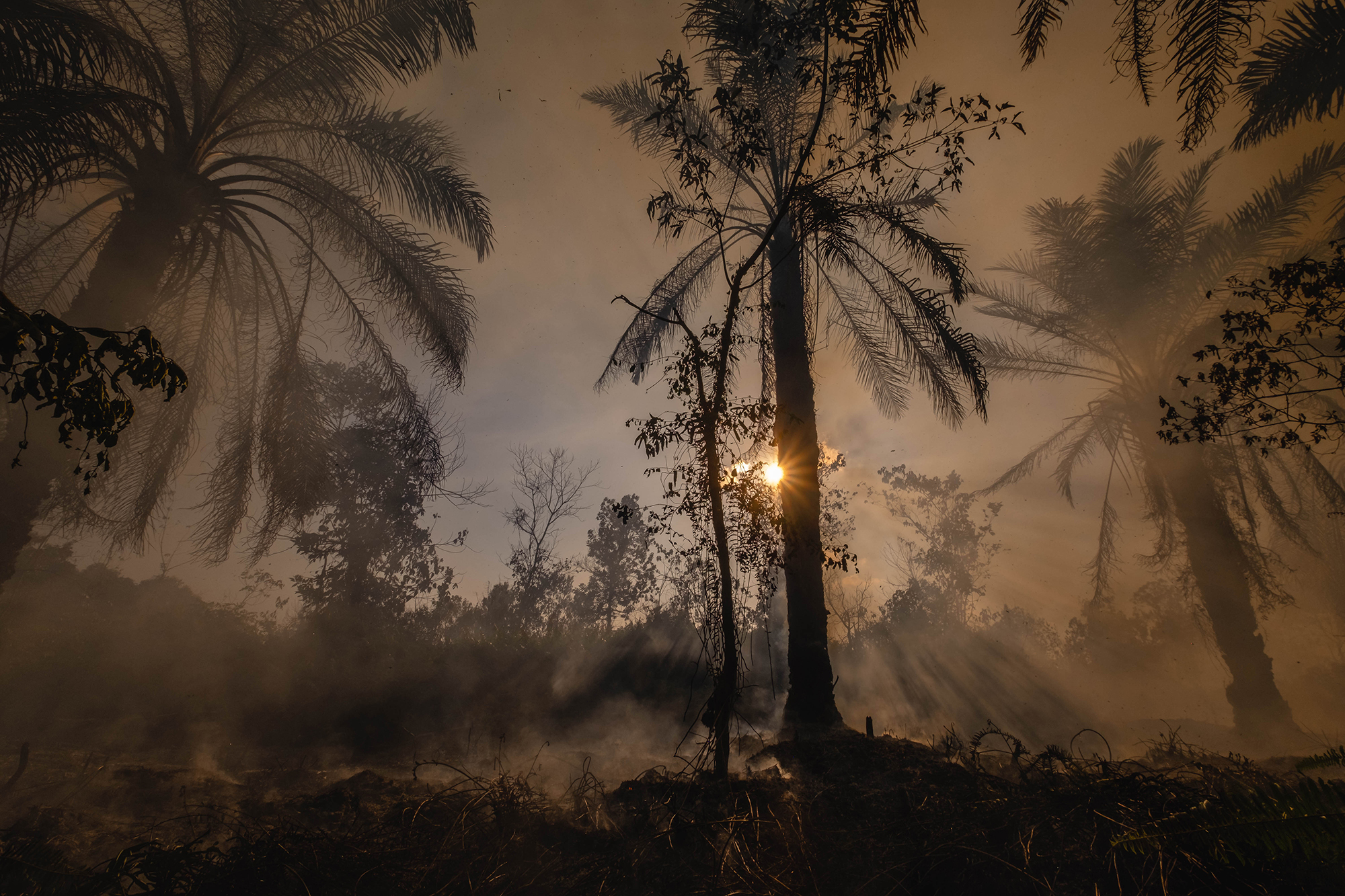 Smoke rises from a hazy forest in Indonesia.