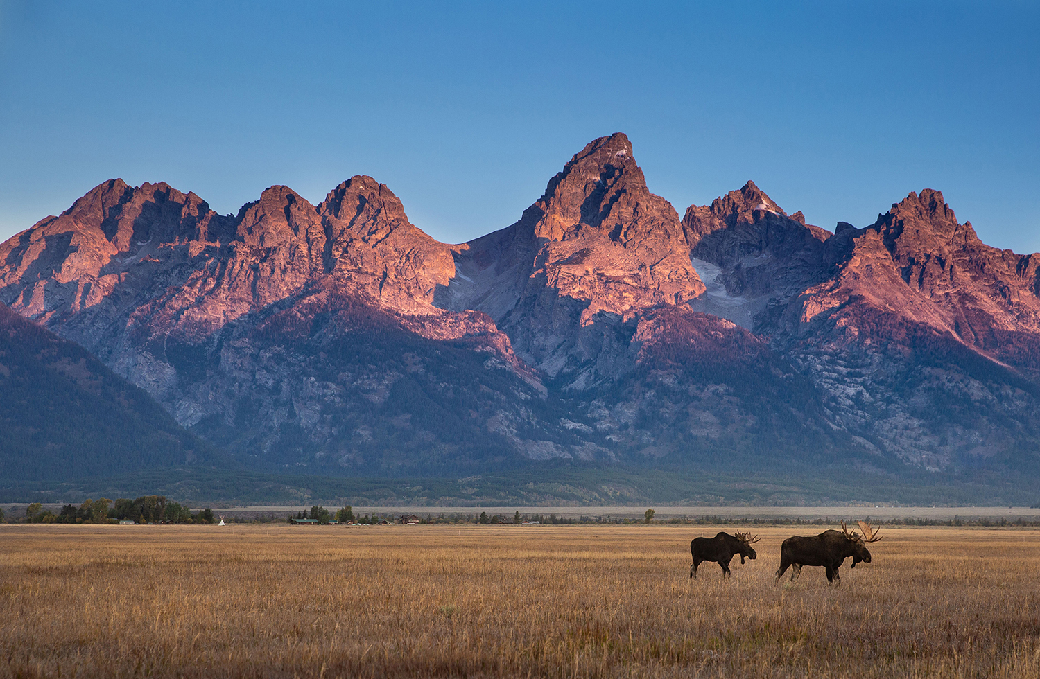 Moose walk through a prairie next to mountains.