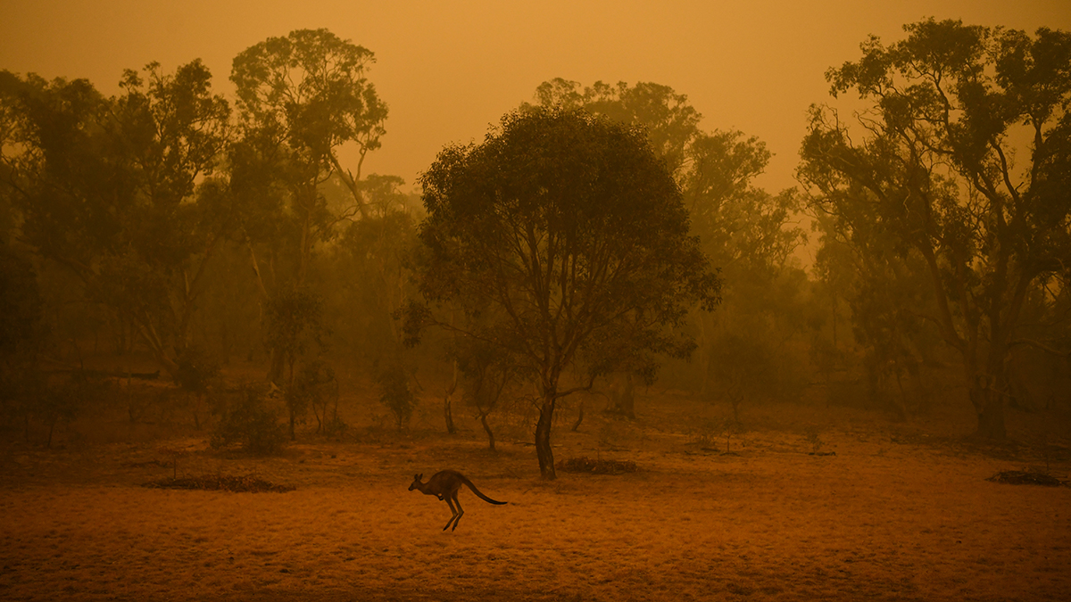 A kangaroo is seen near trees and the sky is in an orange haze.