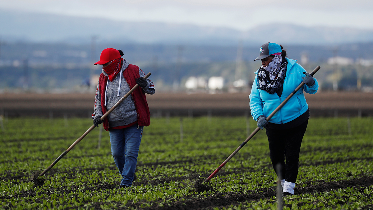 An image of two female farmworkers dressed head to toe in baseball hats, jackets, long pants, and gloves. They are using handheld tools to clean a verdant field as mountains loom in the background. 