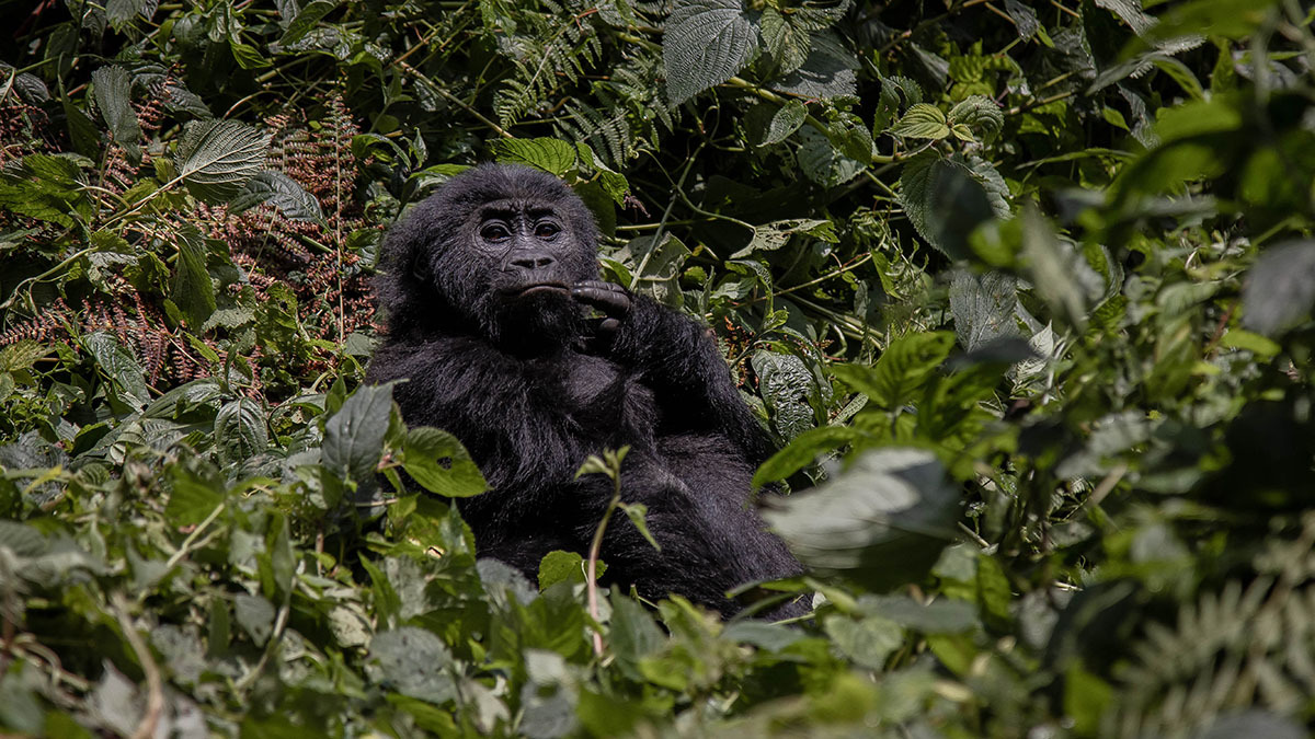 A three-year-old gorilla named Wilungula rests in the forest of Kahuzi-Biéga National Park.